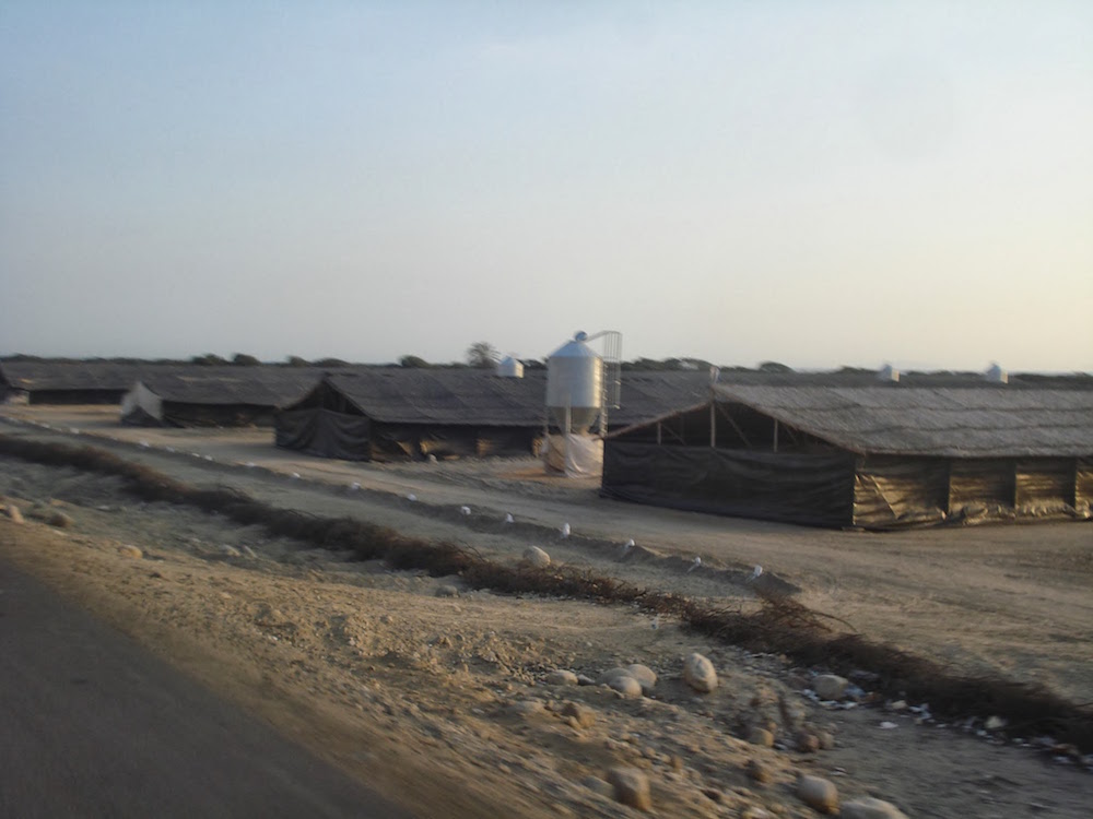 élevage de poulets sur la Panamericana au pérou
