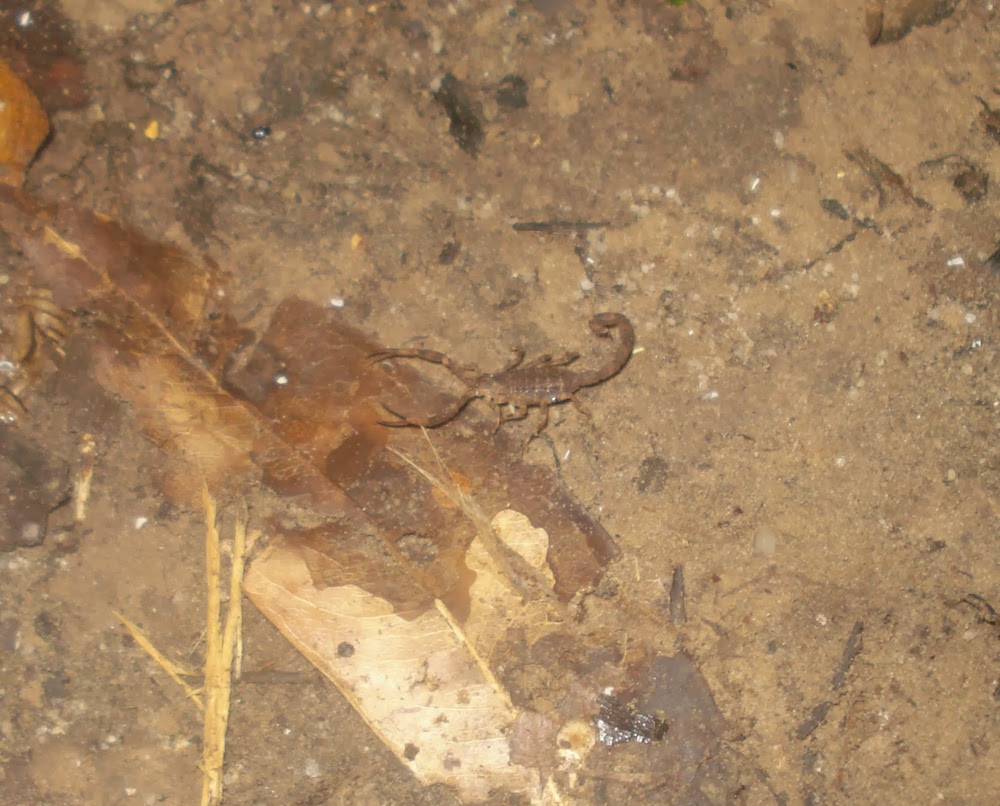 nuit en carbet scorpion dangereux Guyane