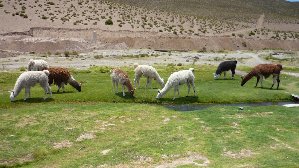 élevage de lamas sud lisez bolivie
