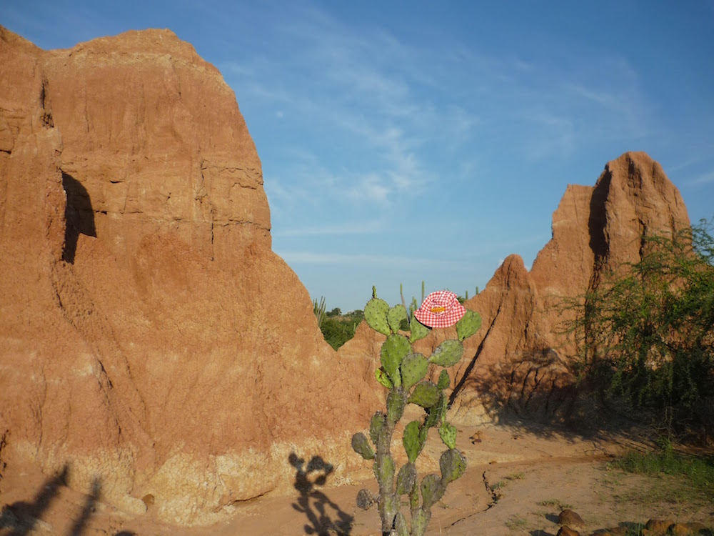 cactus rond et maigre desert de tatacoa colombie