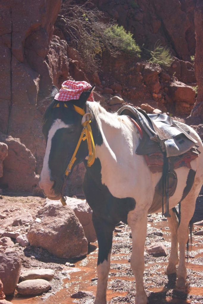 balade a cheval blanc en bolivie
