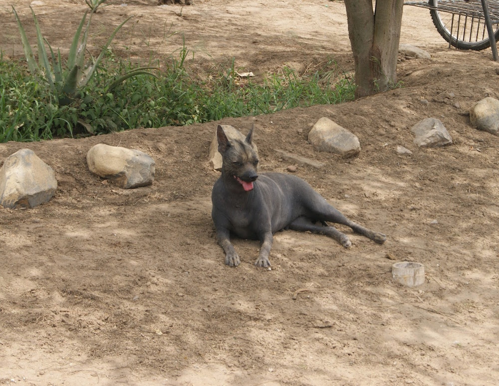 chien chauve sacré du Pérou