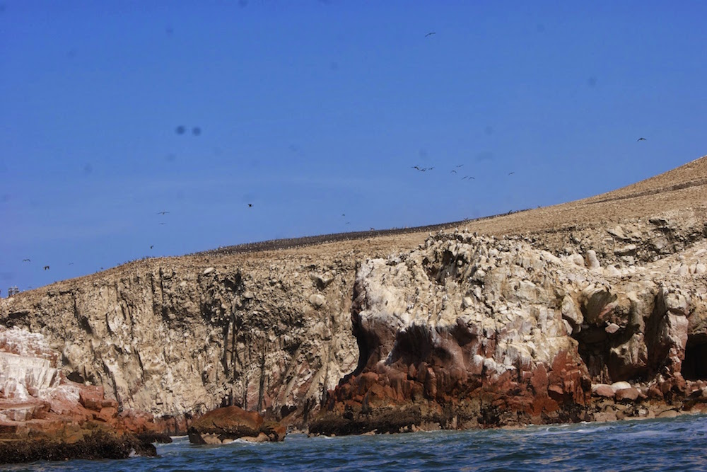 Colonie d'oiseaux sur les iles Ballestas Pérou