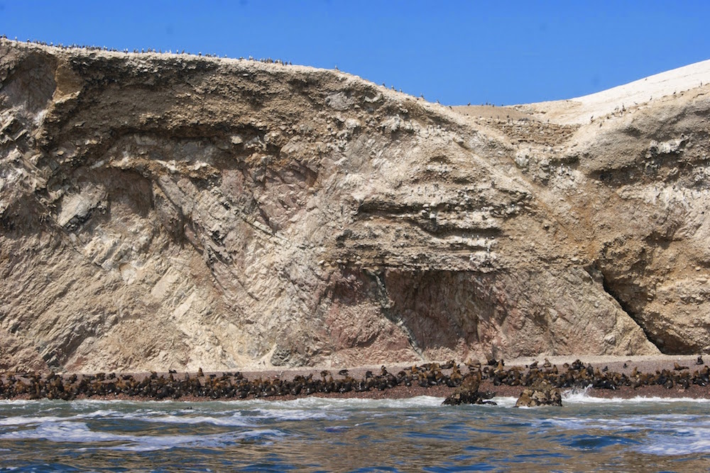 Colonie de loups de mer sur les iles Ballestas Pérou