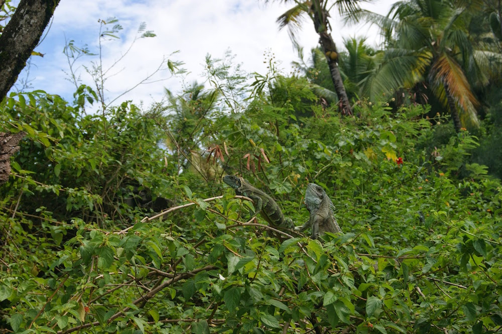 Iguanes sur les iles du salut en Guyane