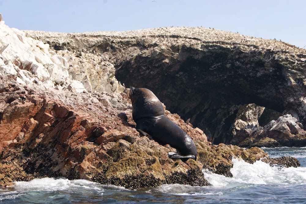 Loup de mer aux iles Ballestas Pérou