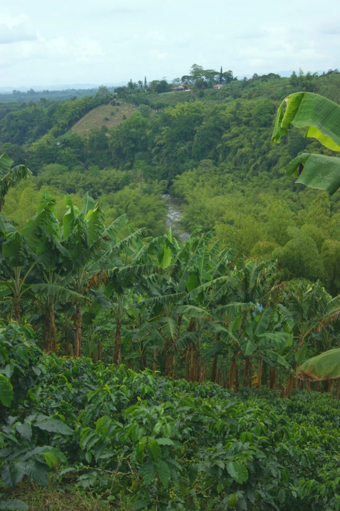 plantation de café et bananiers Recuca Colombie