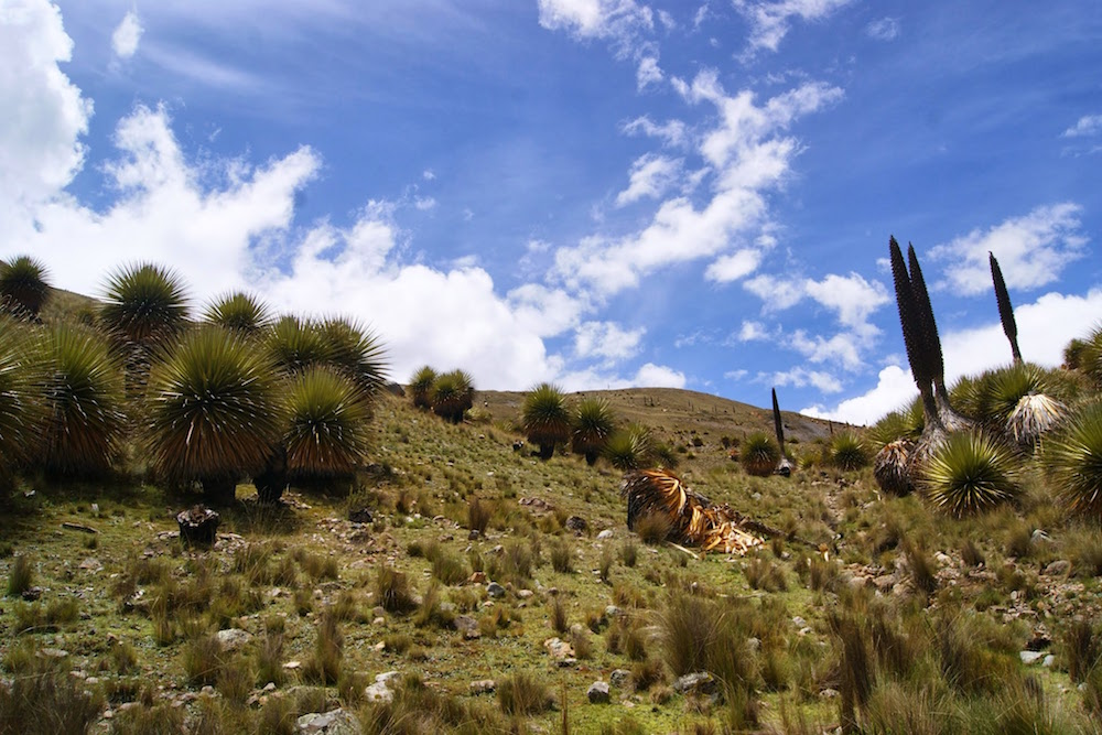 plante puma raimondi parc de huascaran pérou